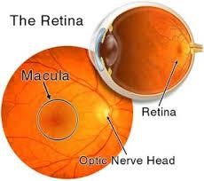 What is retina? What are the parts of the retina?