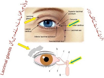 What are components of lacrimal drainage system?