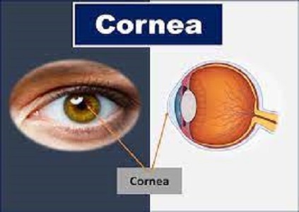 Which part of eye is cornea?
